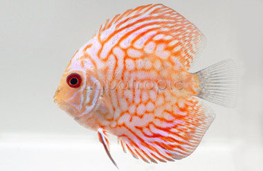 Gold Pigeon Blood Discus :: 24024
