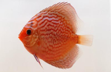 Brilliant Red Turquoise Discus :: 24033