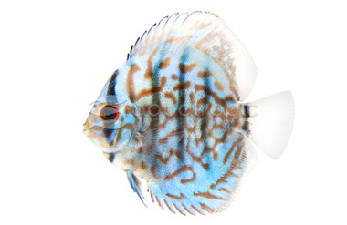 Brilliant Blue Discus :: 24034