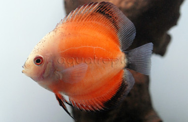 Creamsicle Discus :: 24036