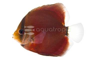 San Merah Discus :: 24038