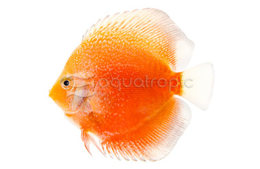 Red Stardust Snakeskin Discus :: 24043