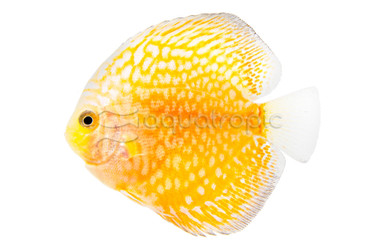 Sun Flower Discus :: 24046