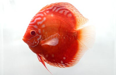 Marlboro Red Albino Discus :: 24052