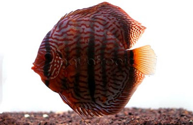 Heckel German Turquoise Discus :: 24054