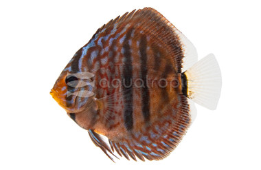 Heckel Vietnam Discus :: 24056