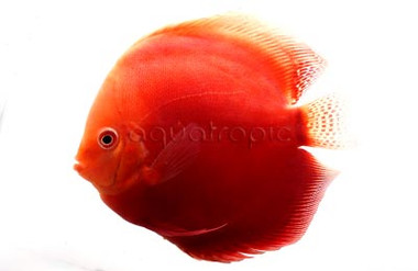 Red Valentine Discus :: 24058