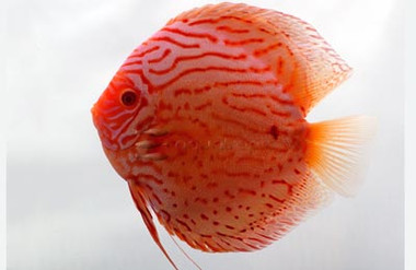 Albino Pigeon Blood Discus :: 24061