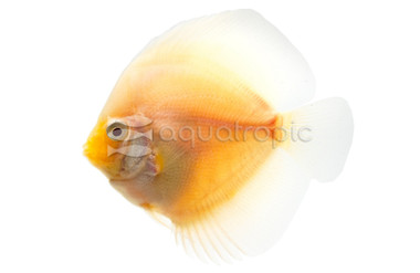 White Diamond Discus :: 24062