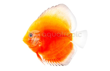 White & Red Discus :: 24064
