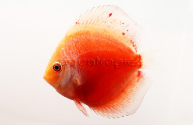 White & Red Discus :: 24064