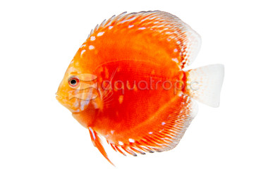 Rafflesia Discus :: 24067