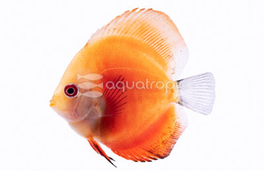 Red Melon Discus :: 24068
