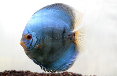 Solid Blue Discus :: 24071