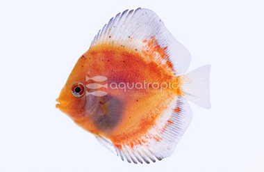 Kohaku Discus :: 24072