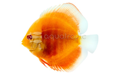 Albino San Merah Discus :: 24076