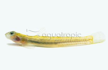 Orange Face Stiphodon Goby :: 30010