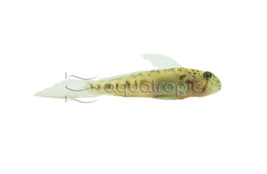 Sharptail Goby :: 30036