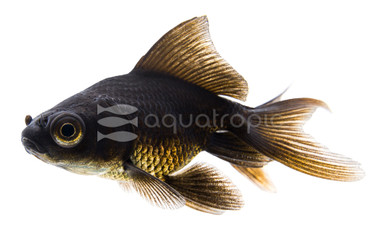 Black Oranda Goldfish :: 31017
