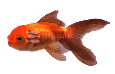 Red & Black Oranda Goldfish :: 31021
