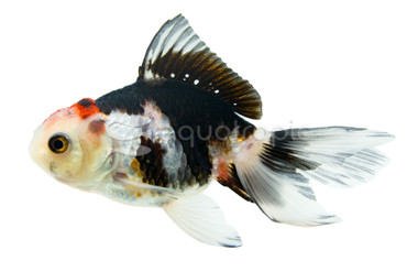 Oranda Tricolor :: 31023