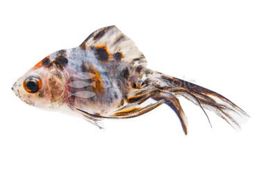 Calico Ryukin Goldfish :: 31034