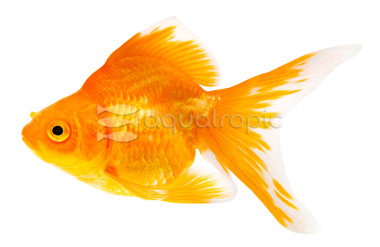 Red Ryukin Goldfish :: 31035