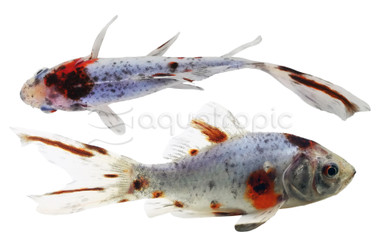 Shubunkin Goldfish :: 31037