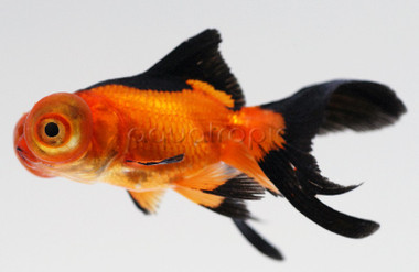 Mixed Telescope Goldfish :: 31043