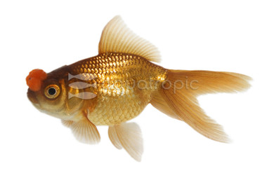 Chocolate Pom Pom Goldfish :: 31050