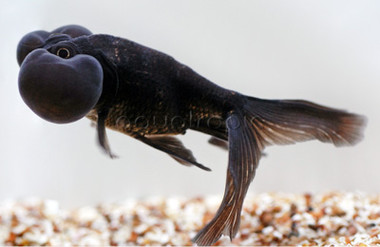 Black Bubble Eye Goldfish :: 31058