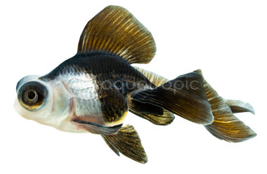 Panda Butterfly Goldfish :: 31061