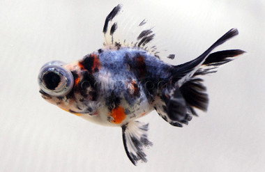 Calico Butterfly Goldfish :: 31062