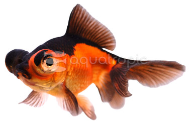 Red & Black Butterfly Goldfish :: 31063