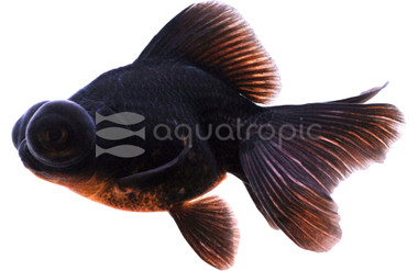 Black Butterfly Goldfish :: 31064