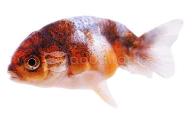 Mixed Lionhead Goldfish :: 31080