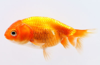 Red Lionhead Goldfish :: 31081
