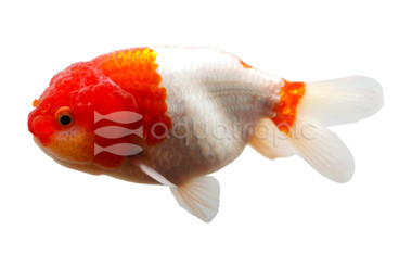 Red & White Lionhead Goldfish :: 31082