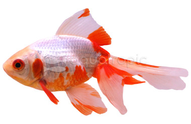 Mixed Fantail Goldfish :: 31108