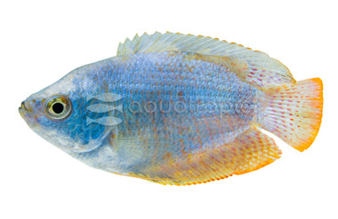 Dwarf Powder Blue Gourami, Male :: 32005