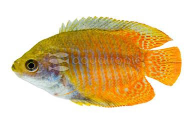 Dwarf Gourami, Female :: 32104