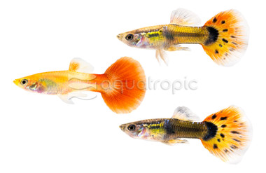 Mixed Guppy, Male  :: 33000