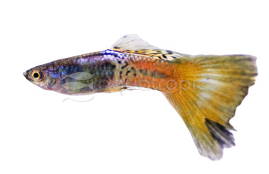 Luminous Cobra Guppy, Male :: 33012