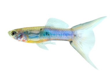 Japanese Blue Swordtail Guppy, Male  :: 33014