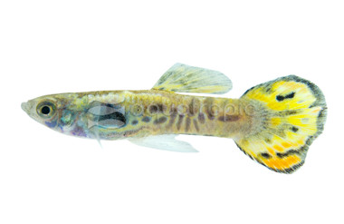 Endler's Tiger Male Guppy :: 33038