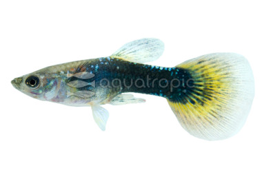 Black Sakura Guppy, Male :: 33042