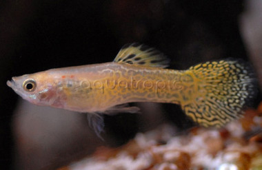 Cobra Golden Male Guppy :: 33044