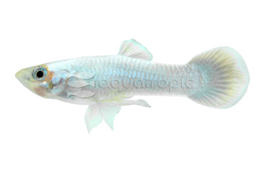 Moscow White Guppy, Male :: 33045