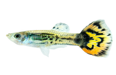 Leopard Tail Guppy, Male :: 33047