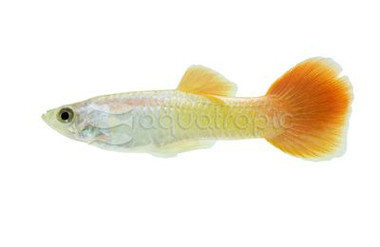 Lum Tyron Male Guppy :: 33048
